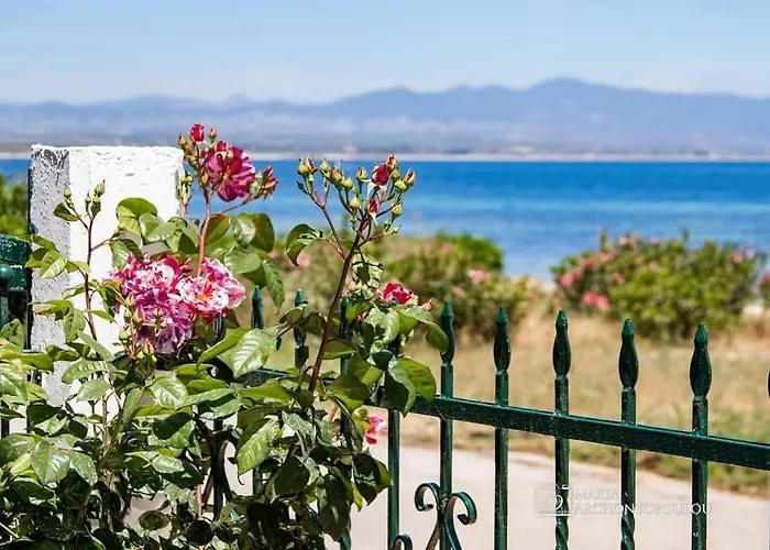 Starry Coast نيا بوتيدايا