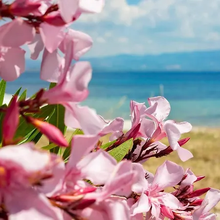 Starry Coast * Nea Poteidaia