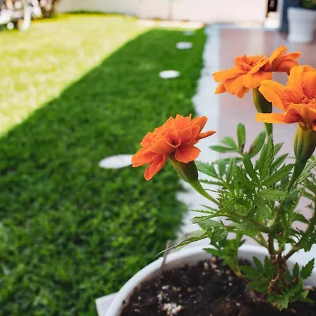 Starry Coast Nea Poteidaia
